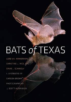 Book cover for Bats of Texas