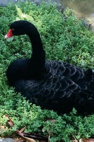 Cover of Black Swan Nesting, Birds of the World