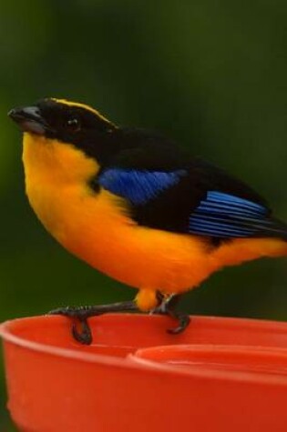 Cover of Blue-Winged Mountain Tanager Journal