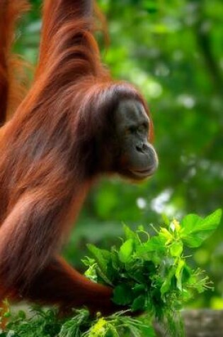 Cover of Borneo Orangutan in the Forest Portrait Journal