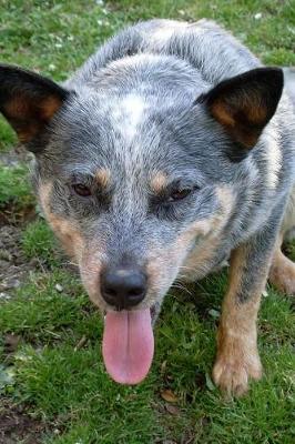 Book cover for Blue Heeler Dog Resting Journal