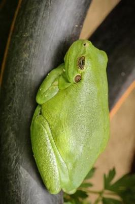 Book cover for Cute Little Frog Taking a Nap Journal