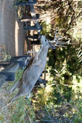 Book cover for Mule Deer Jumping a Fence Journal