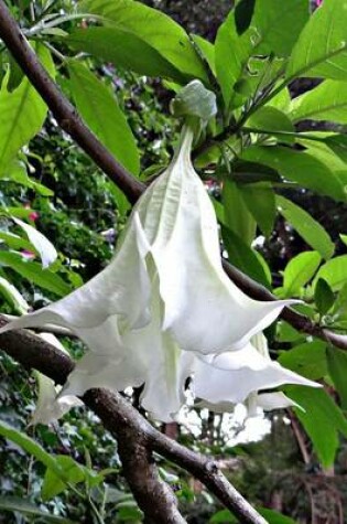 Cover of Website Password Organizer Datura Tree Bloom