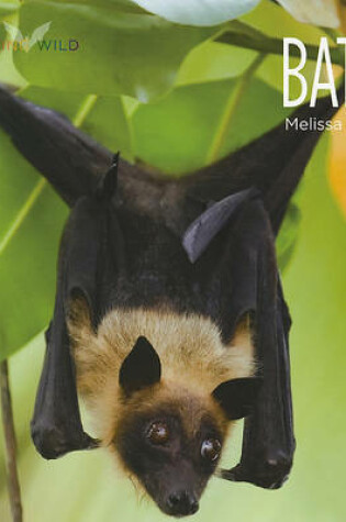 Cover of Bats