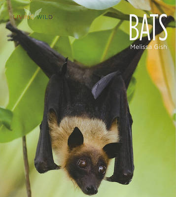 Book cover for Bats