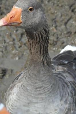 Book cover for Greylag Goose About to Attack Journal