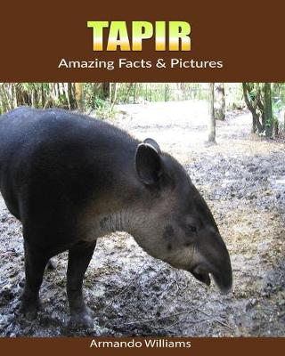 Book cover for Tapir