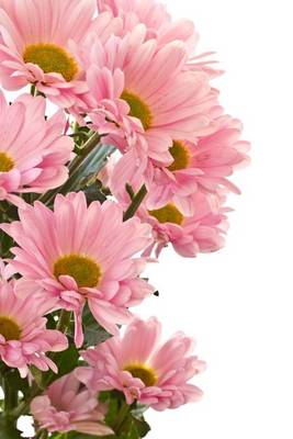 Book cover for Beautiful Pink Chrysanthemums Floral Arrangement