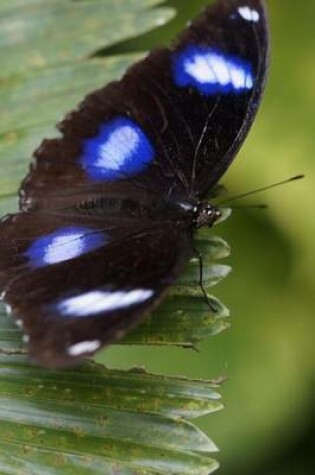 Cover of Ordinary Eierflieg Butterfly, for the Love of Nature