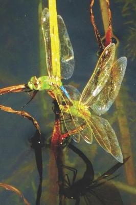 Book cover for Darner Dragonflies Lined Journal for daily thoughts notebook Lovely Lake Arrowhead Photograph