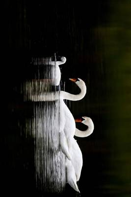 Book cover for Two Swans and an Ugly Duckling