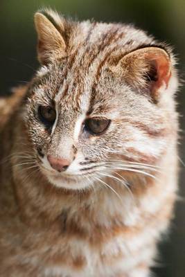 Book cover for A Leopard Cat, for the Love of Animals