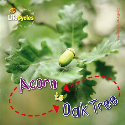 Book cover for Acorn to Oak Tree