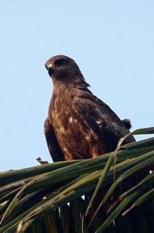 Cover of Black Kite in a Palm Tree, Birds of the World