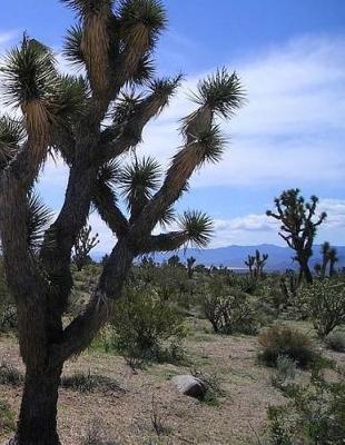 Book cover for Arizona Notebook Large Size 8.5 x 11 Ruled 150 Pages Softcover