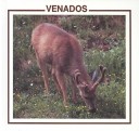 Book cover for Venados