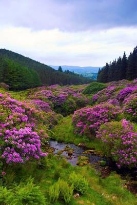 Book cover for The Vee Comeragh Mountains Ireland Journal