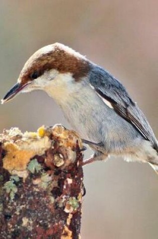 Cover of Brown-headed Nuthatch (Sitta Pusilla) Bird Journal