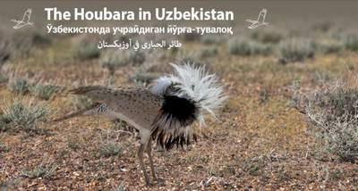 Book cover for The Houbara in Uzbekistan