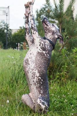 Book cover for Xoloitzcuintli - The Mexican Hairless Dog Journal