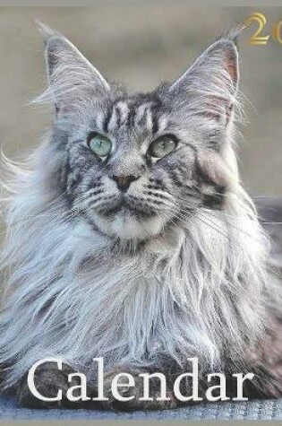 Cover of maine coon 2021