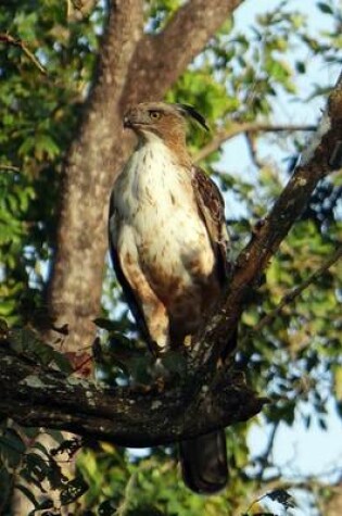 Cover of Changeable Hawk Eagle in a Tree, Birds of the World