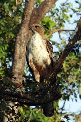 Book cover for Changeable Hawk Eagle in a Tree, Birds of the World