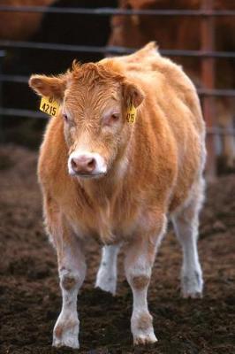 Book cover for Farm Journal Piedmontese-Hereford Crossbred Calf