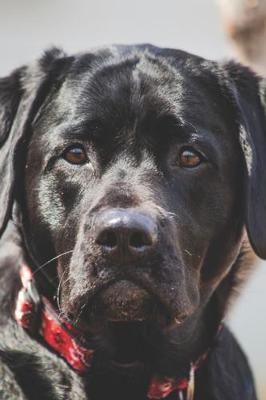 Book cover for 2020 Daily Planner Black Lab Pet Dog Labrador Retriever Photo 388 Pages