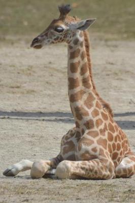 Book cover for Somali Giraffe Journal