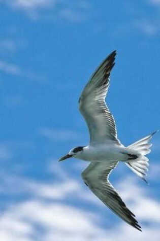 Cover of Common Tern Bird Journal (Sterna Hirundo)