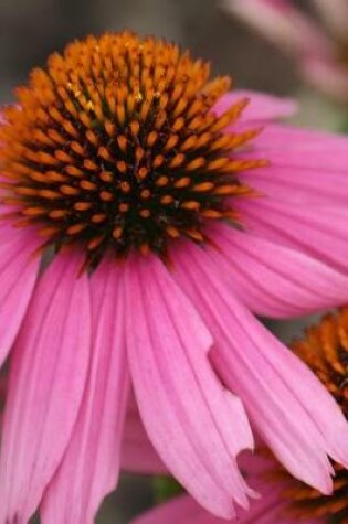 Cover of Pink Coneflower - Blank Notebook