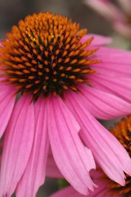 Book cover for Pink Coneflower - Blank Notebook