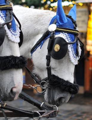 Book cover for Jumbo Oversized a Pair of Beautiful White Carriage Horses