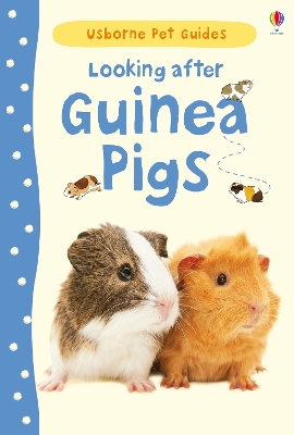 Book cover for Looking after Guinea Pigs
