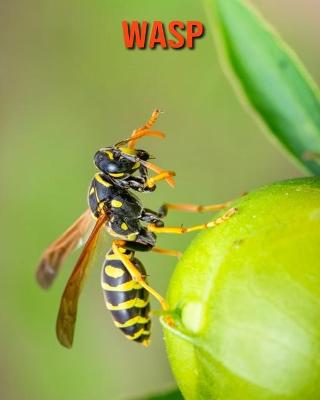 Book cover for Wasp