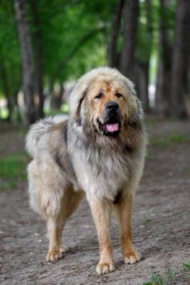 Cover of Tibetan Mastiff