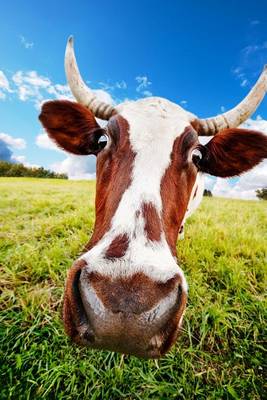 Book cover for A Goofy Looking Brown Cow