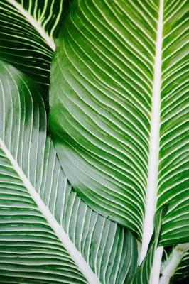 Book cover for Gorgeous Green Palm Fronds Journal