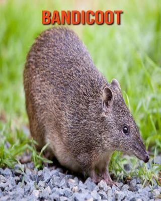 Book cover for Bandicoot