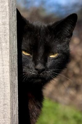 Book cover for Suspicious Black Cat Keeping Watch Journal