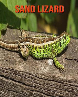 Book cover for Sand Lizard