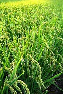 Book cover for Green Rice Field, for the Love of Nature