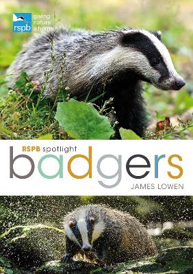 Book cover for RSPB Spotlight: Badgers