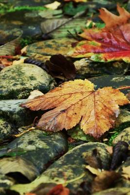 Book cover for Autumn Leaves Fallen on a Moss Covered Pathway