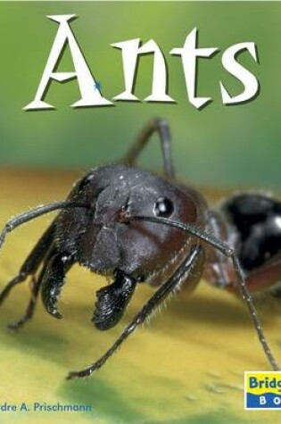 Cover of Ants