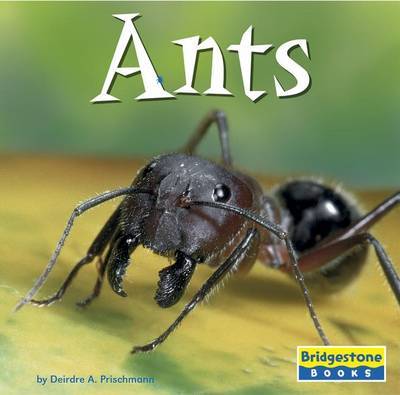 Cover of Ants