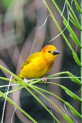 Book cover for Taveta Golden Weaver Journal