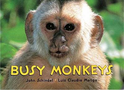 Book cover for Busy Monkeys